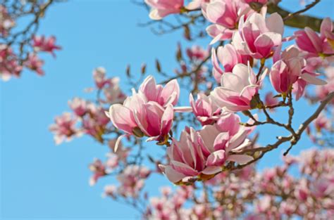 magnolia flor - boa noite flor